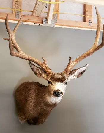 Coots Taxidermy