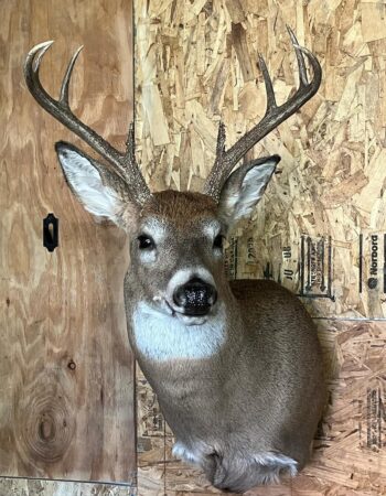 Fang and Bone Taxidermy