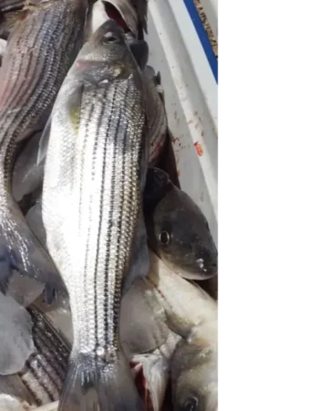 Hooked on Stripers