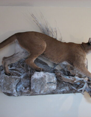 Nelsons Taxidermy