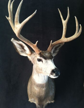 Nelsons Taxidermy