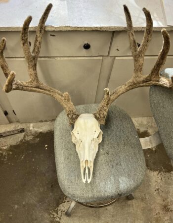 Ruby Mountain Taxidermy