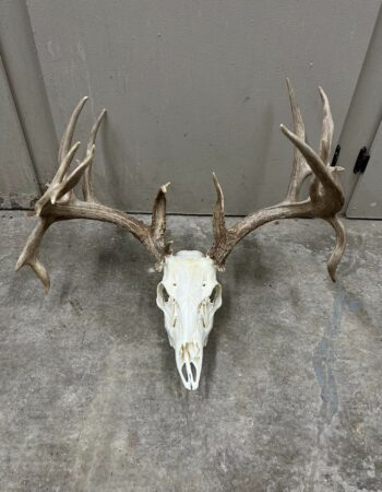 Ruby Mountain Taxidermy