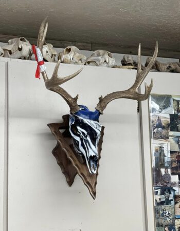 Ruby Mountain Taxidermy