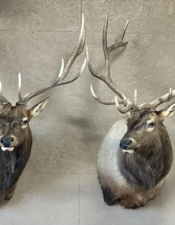 Ruby Mountain Taxidermy