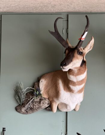 Ruby Mountain Taxidermy