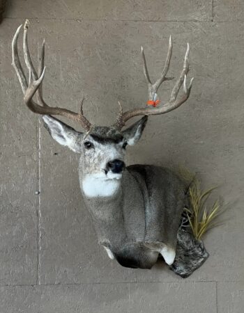 Ruby Mountain Taxidermy