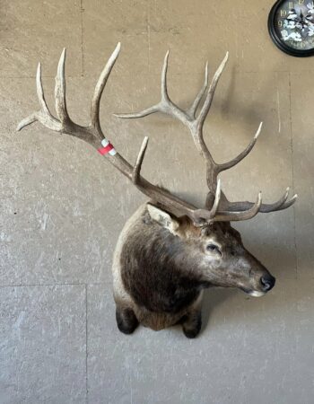 Ruby Mountain Taxidermy