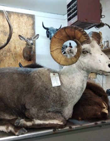 Werner Family Taxidermy