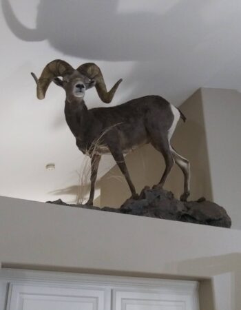 Werner Family Taxidermy