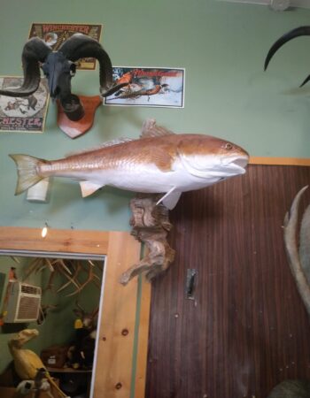 Werner Family Taxidermy