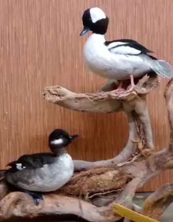 Werner Family Taxidermy