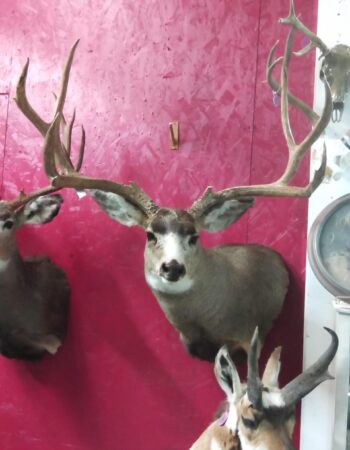 Werner Family Taxidermy