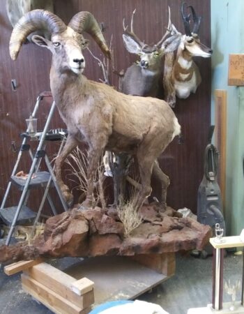 Werner Family Taxidermy